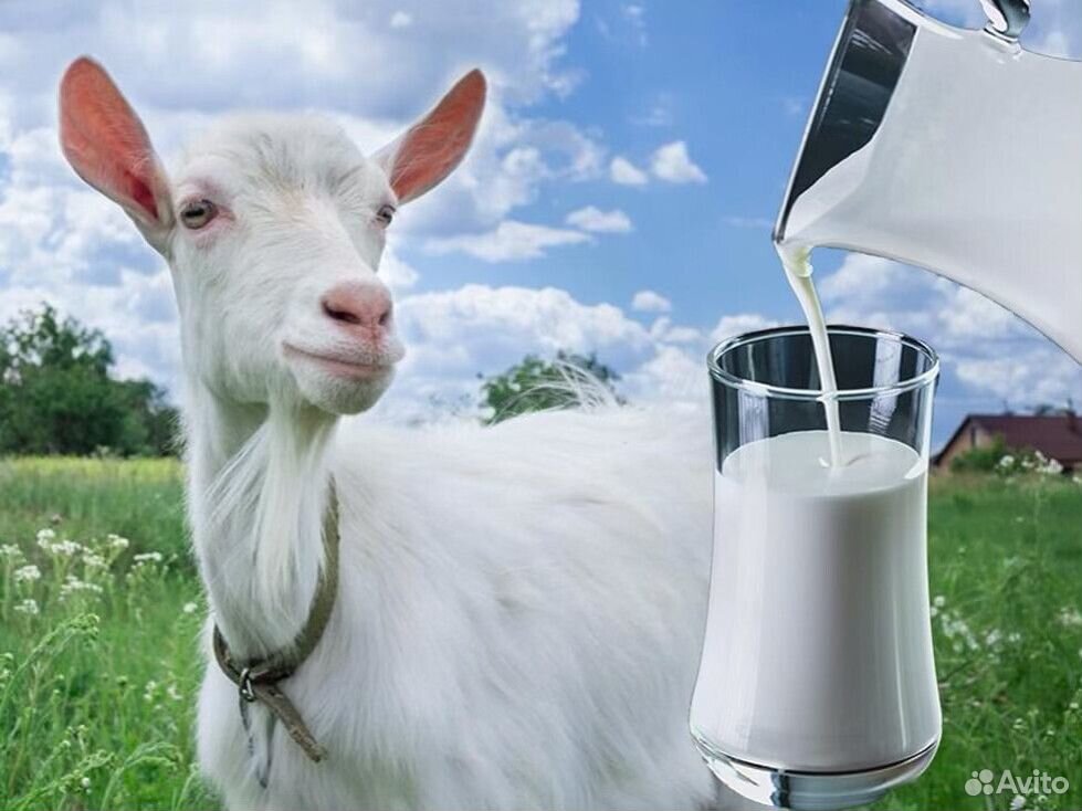 Где Можно Купить Козье Молоко