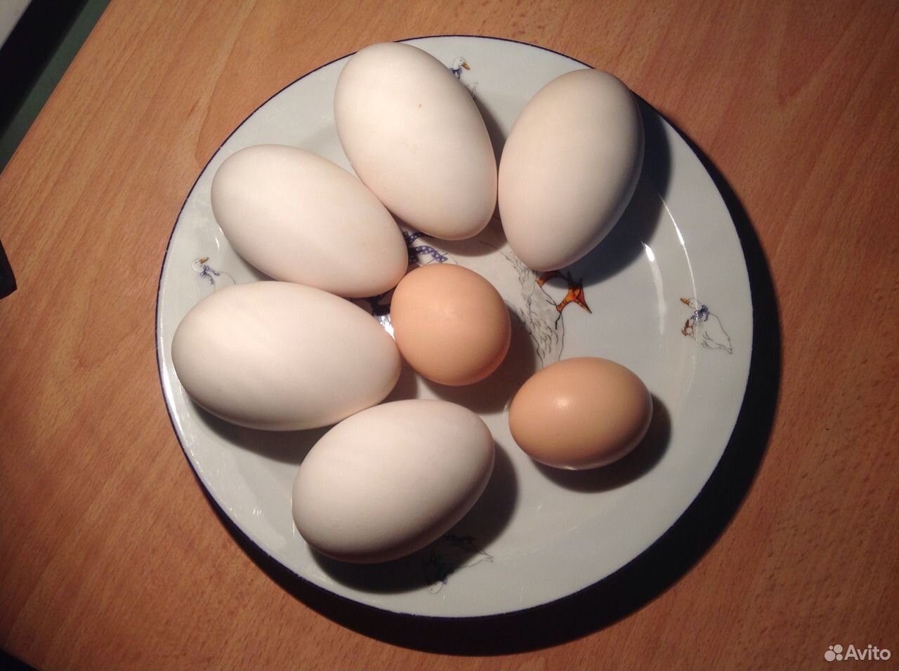 Купить инкубационное яйцо в свердловской области. Гусиные яйца. Соберу инкубационное яйцо гусиное. Инкубационное яйцо гусей купить. Гуси Мамуты купить инкубационное яйцо.