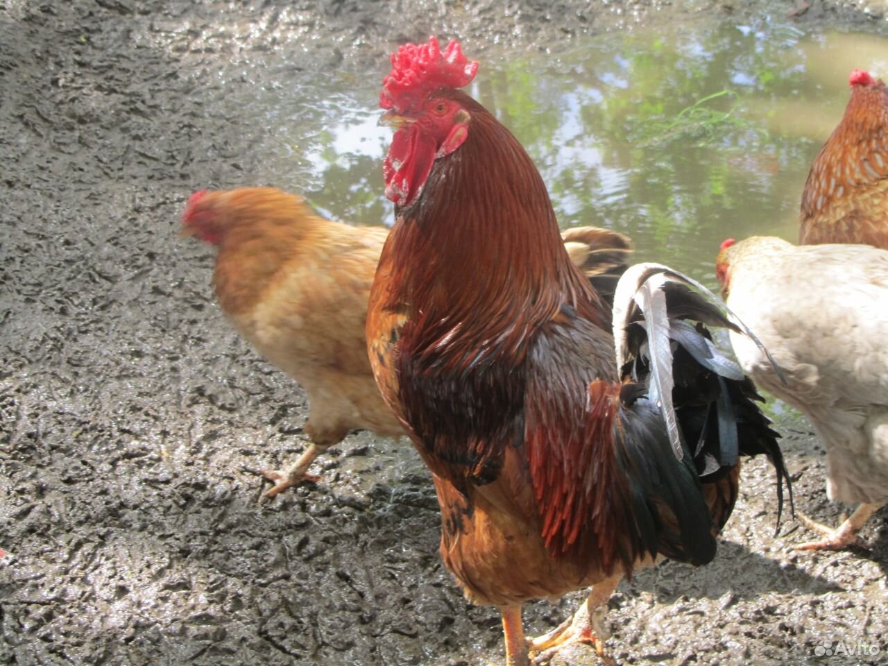 Инкуб. яйцо домашних кур, фазанов купить на Зозу.ру - фотография № 3