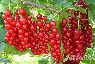 Продажа садовой ягоды купить на Зозу.ру - фотография № 1