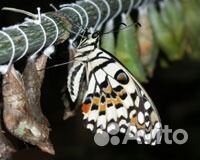 Куколки живых бабочек Papilio palinurus купить на Зозу.ру - фотография № 2