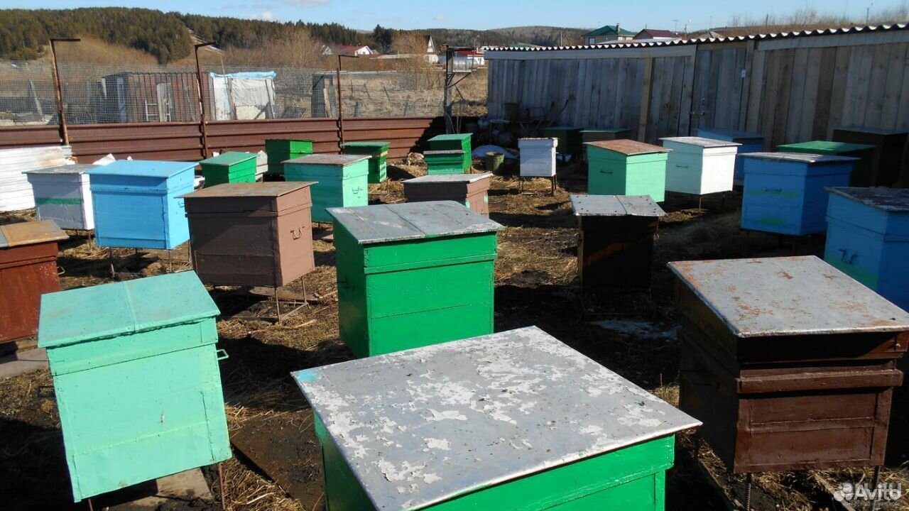 Пчелосемьи, улья купить на Зозу.ру - фотография № 1