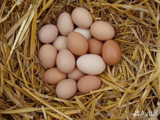 Продам домашние куриные яйца крупные купить на Зозу.ру - фотография № 1