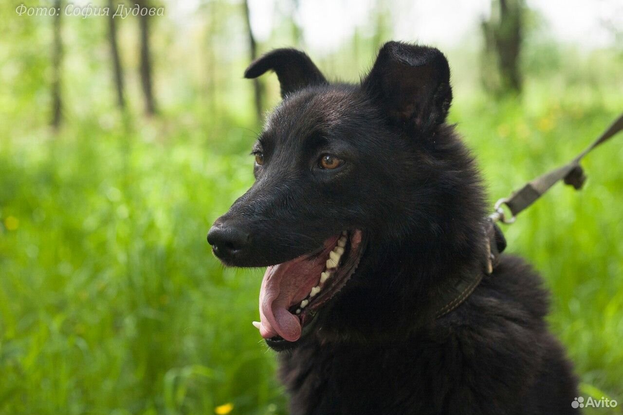 Собака Испаша купить на Зозу.ру - фотография № 1