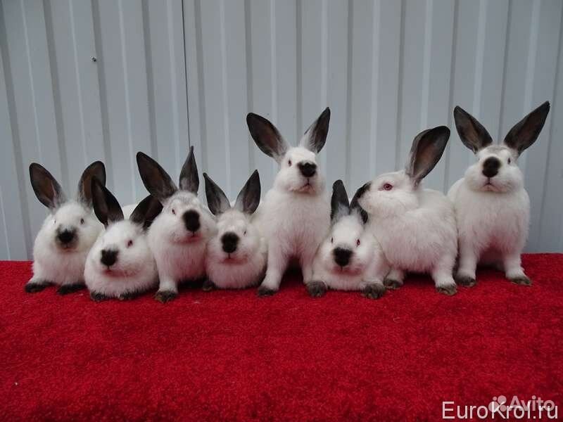 Калифорнийские Кролики купить на Зозу.ру - фотография № 1