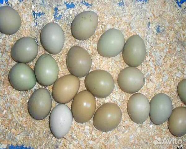 Яйца фазанов инкубационное купить на Зозу.ру - фотография № 1