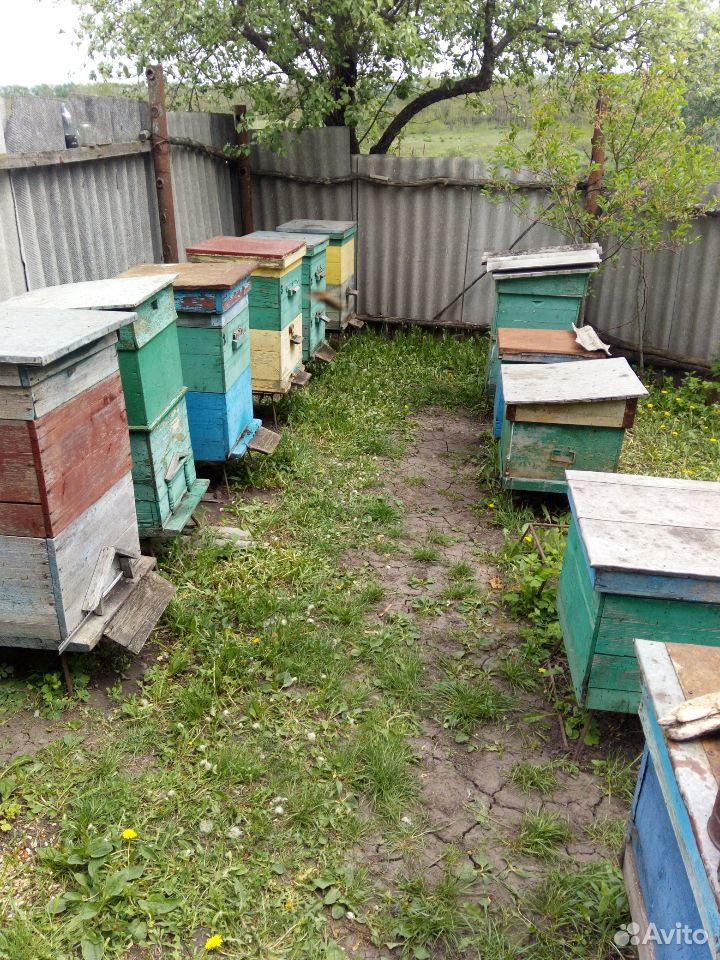 Продам Пчел, Пчелопакеты купить на Зозу.ру - фотография № 3