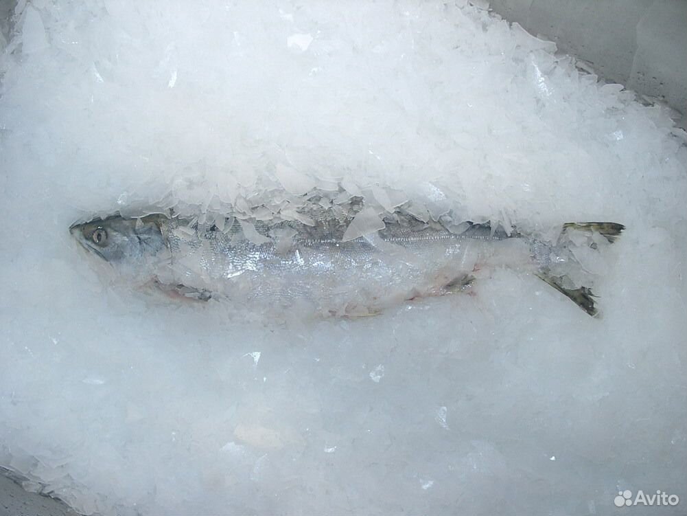 Лед чешуйчатый из ледогенератора купить на Зозу.ру - фотография № 2