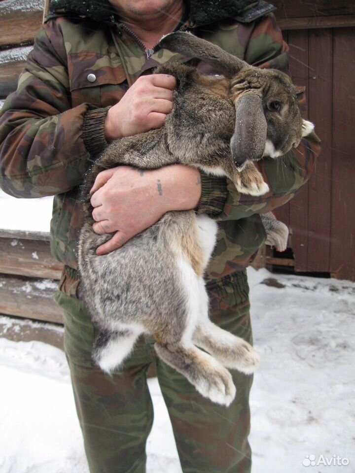 Кролики мясо и молодняк купить на Зозу.ру - фотография № 2