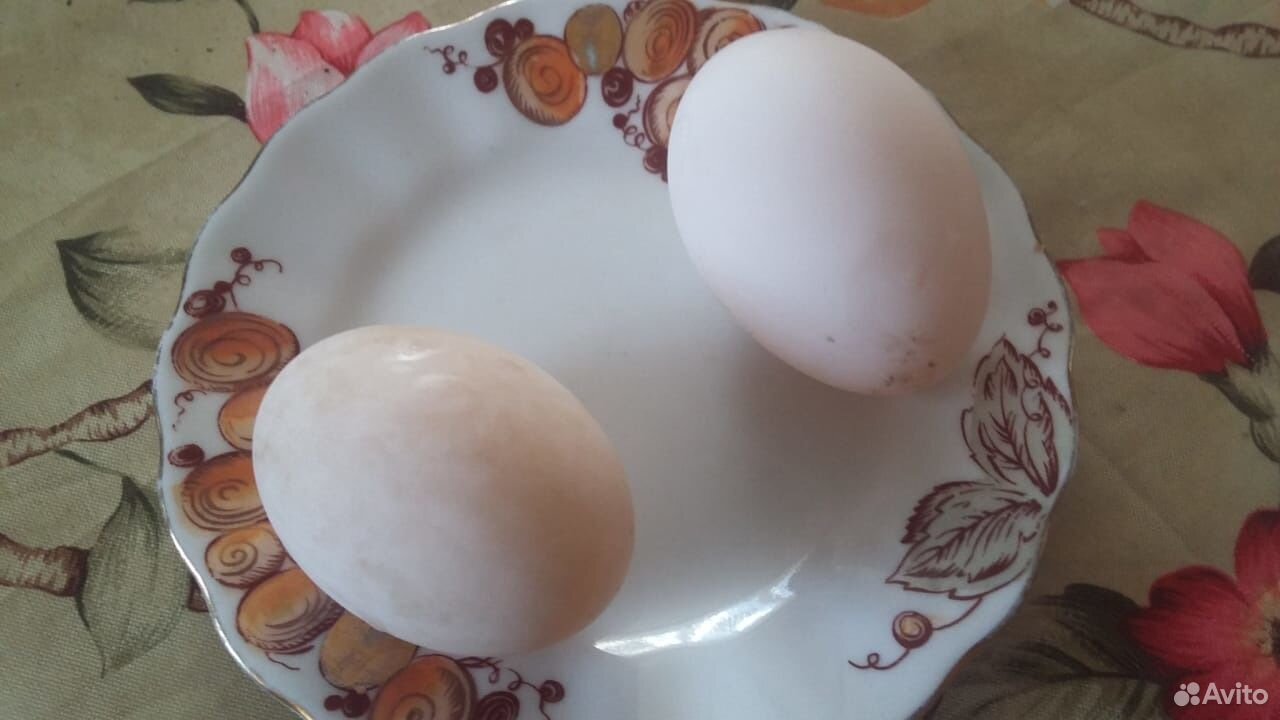 Продам инкубационное яйцо башкирской утки купить на Зозу.ру - фотография № 2