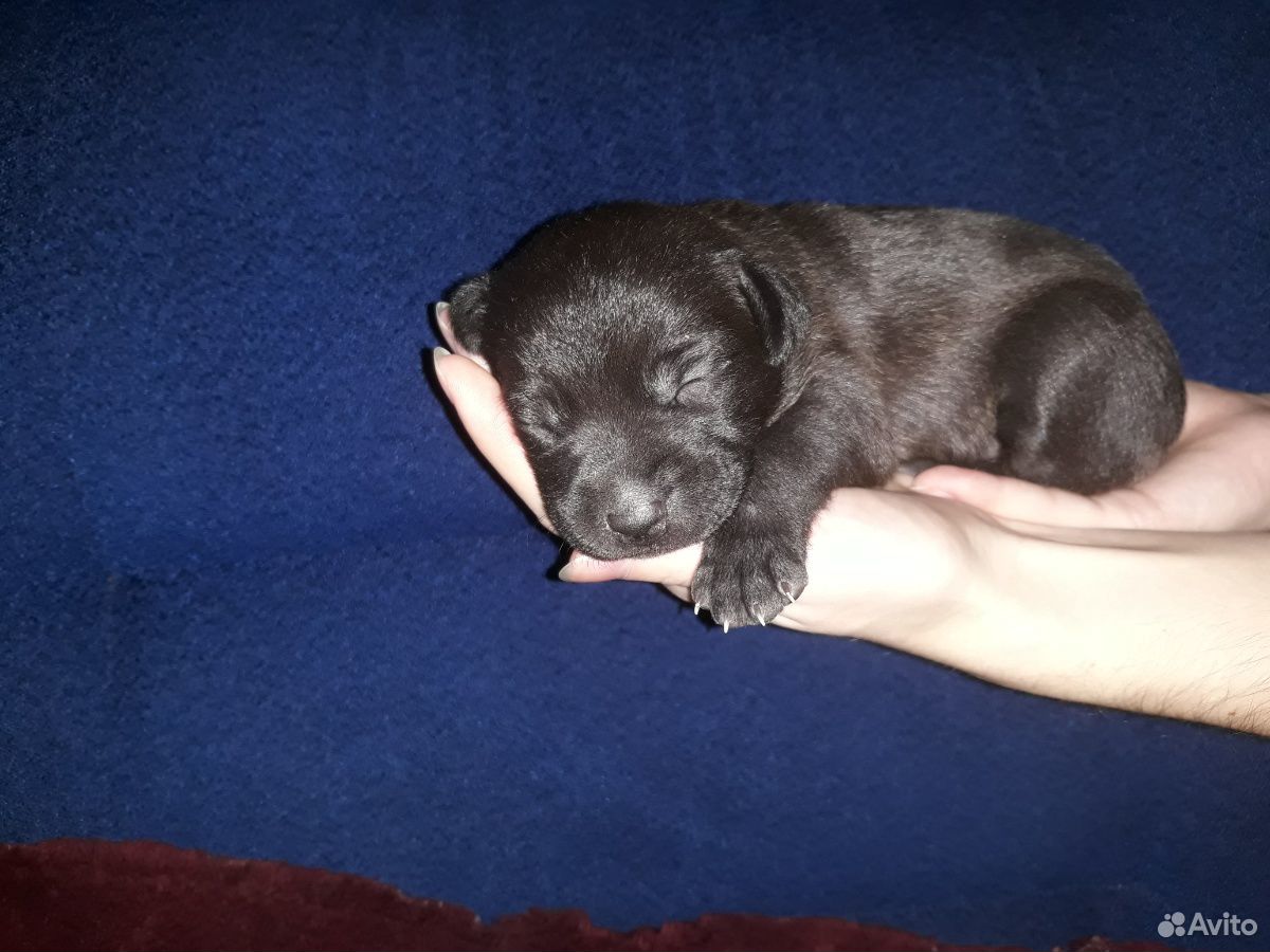 отдам даром собаку в лнр. щенки в добрые руки. питомник белгород собаки в добрые руки бесплатно белгород. щенки белгородская область в добрые руки. земетчино собаки.