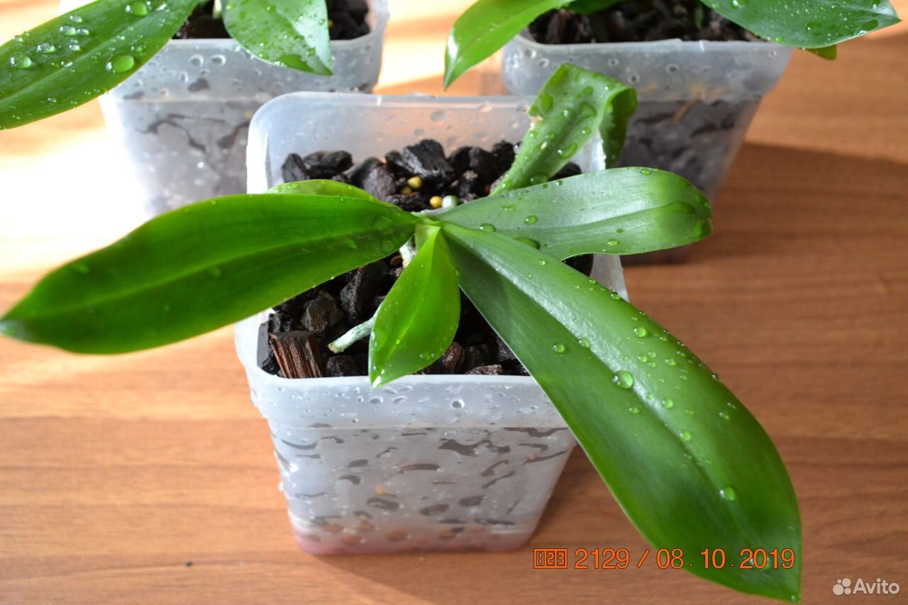 Phalaenopsis tetrapis C1 купить на Зозу.ру - фотография № 2