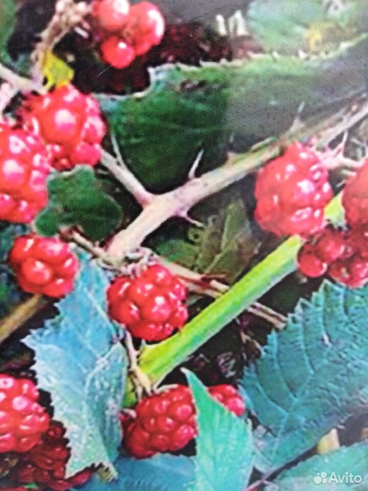 Дикие сибирские ягоды купить на Зозу.ру - фотография № 7
