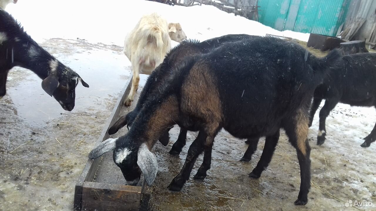 Продаю Нубийский козы козчка козлик казел купить на Зозу.ру - фотография № 6