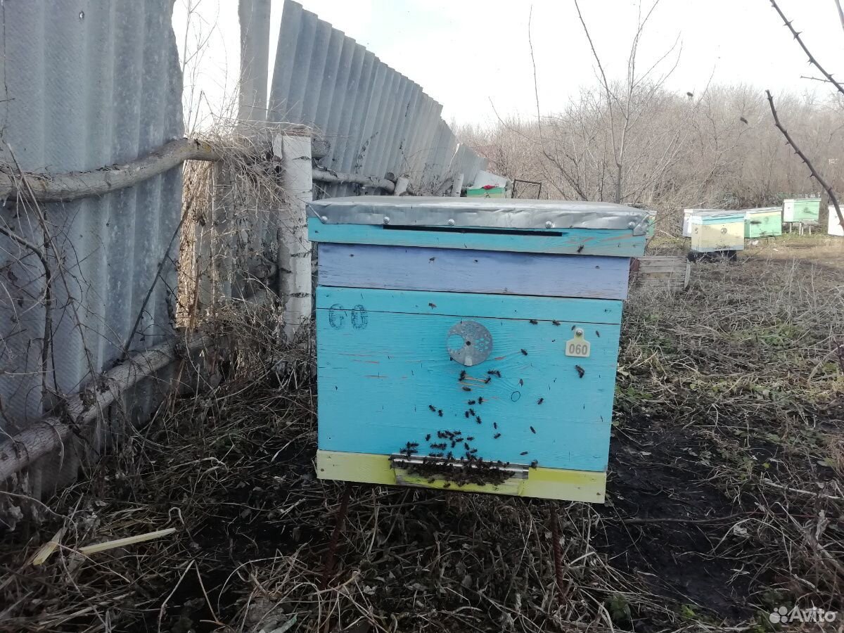 Пчелопакеты, пчёлы купить на Зозу.ру - фотография № 2