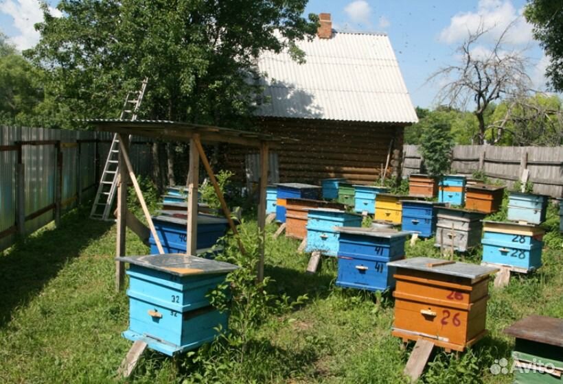 Пчелосемьи купить тамбовской области. Пасека на даче. Пасека ульи. Пасека в деревне. Ульи на даче.