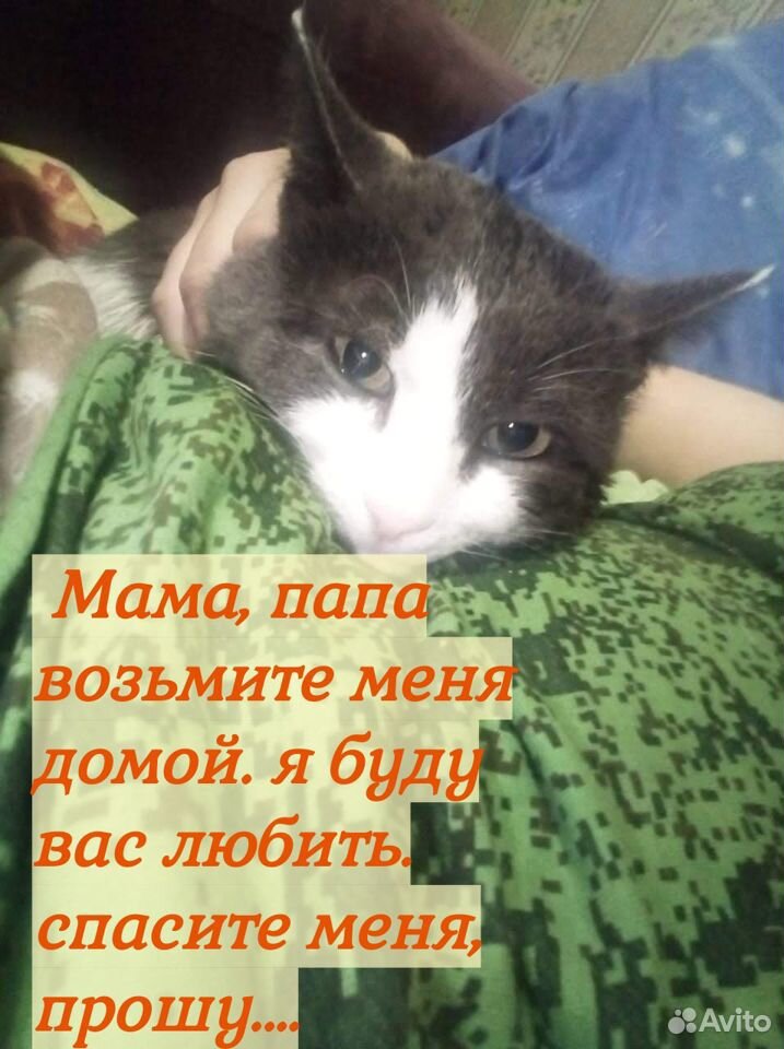 Котик в добрые руки купить на Зозу.ру - фотография № 4