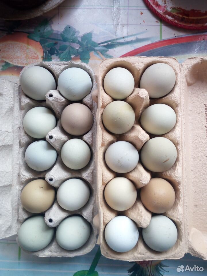 Яйцо на инкубацию Люкэйданцзы, Маран купить на Зозу.ру - фотография № 2