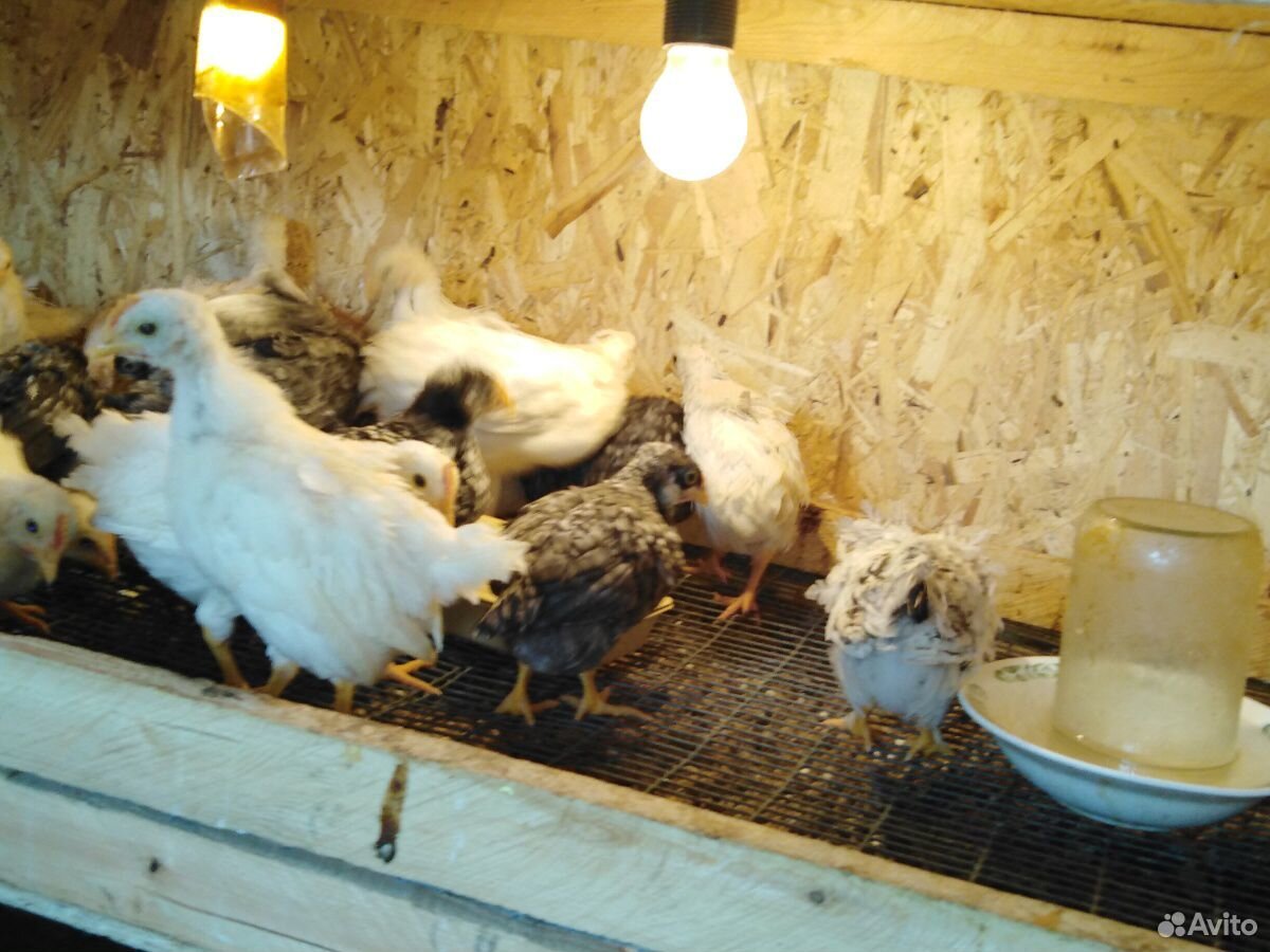 Подросшие цыплята купить на Зозу.ру - фотография № 4