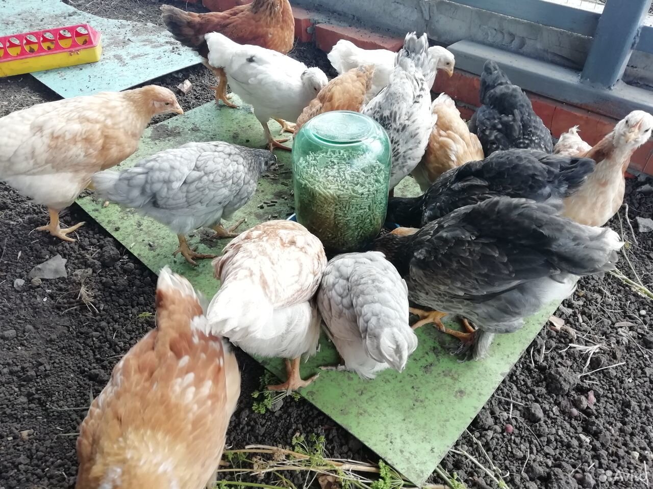 Цыплята куриц-несушек купить на Зозу.ру - фотография № 7