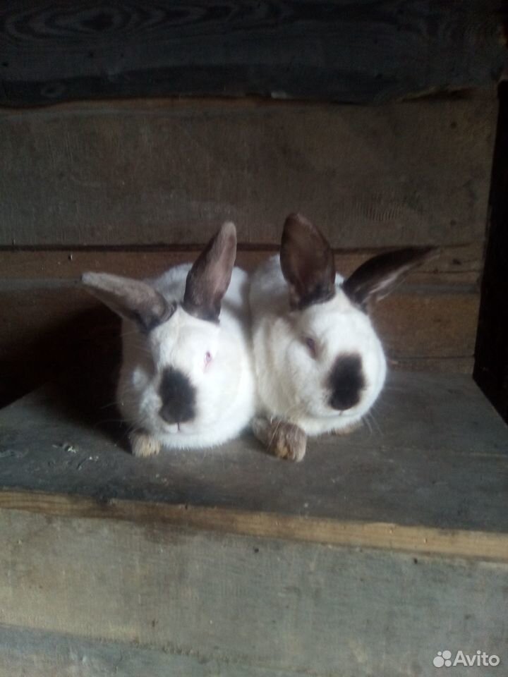 Домашние животные гуси утки кролики купить на Зозу.ру - фотография № 3