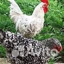 Продам цыплят мясо-яичного направления купить на Зозу.ру - фотография № 1