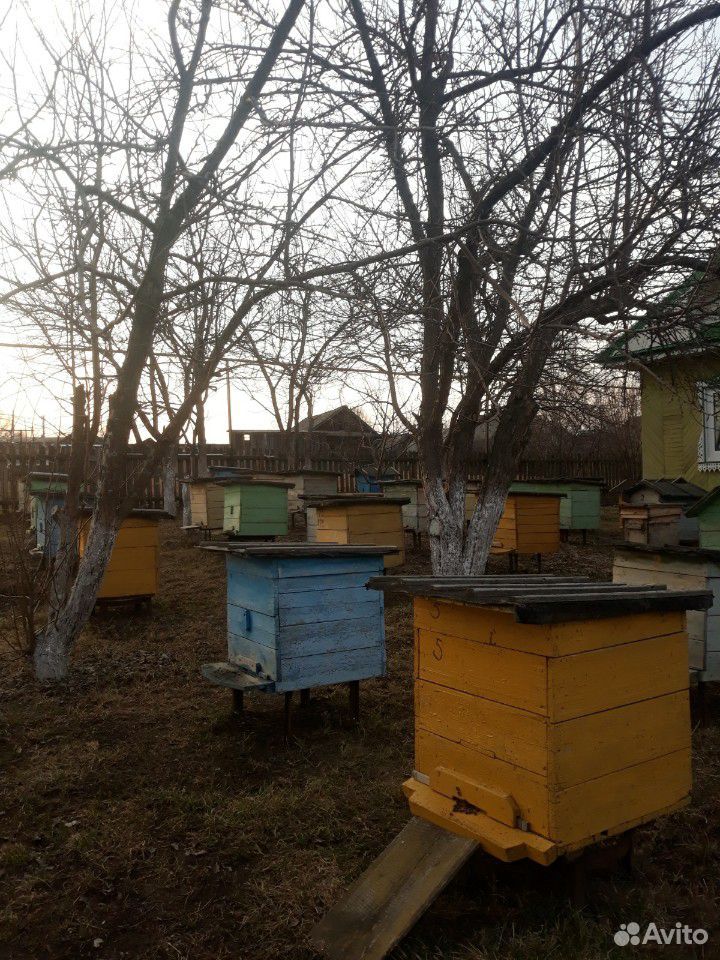 Улей с пчелами по 14 стандартных рамок в комплекте купить на Зозу.ру - фотография № 2