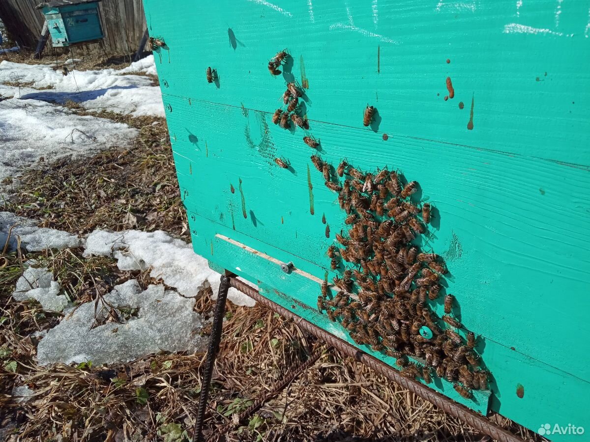 Пчелосемьи среднерусские купить на Зозу.ру - фотография № 1