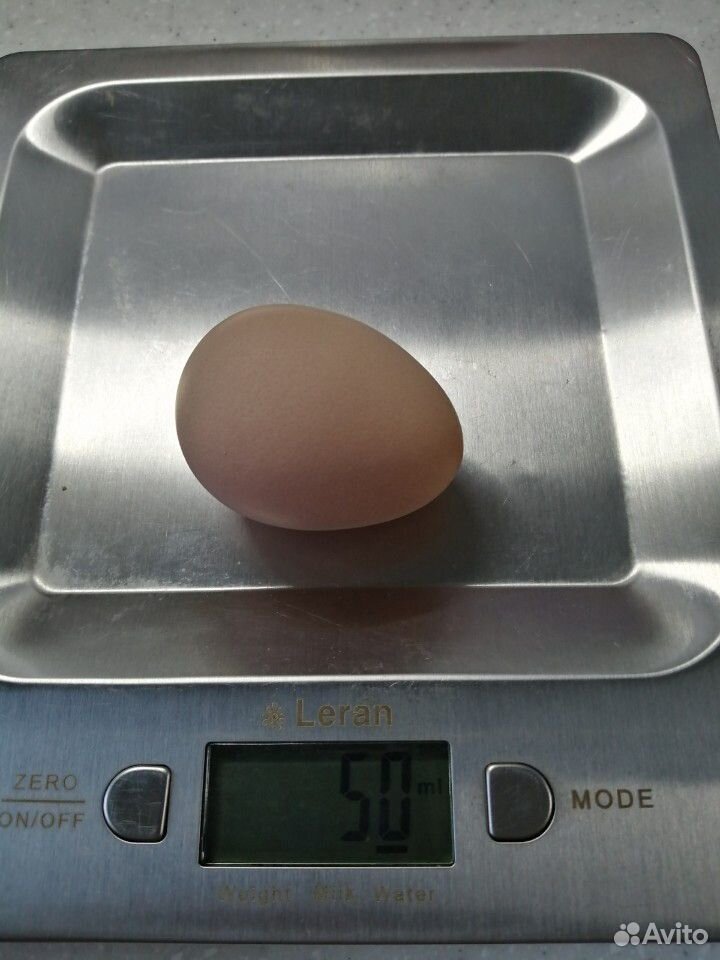Яйца инкубационные купить на Зозу.ру - фотография № 5