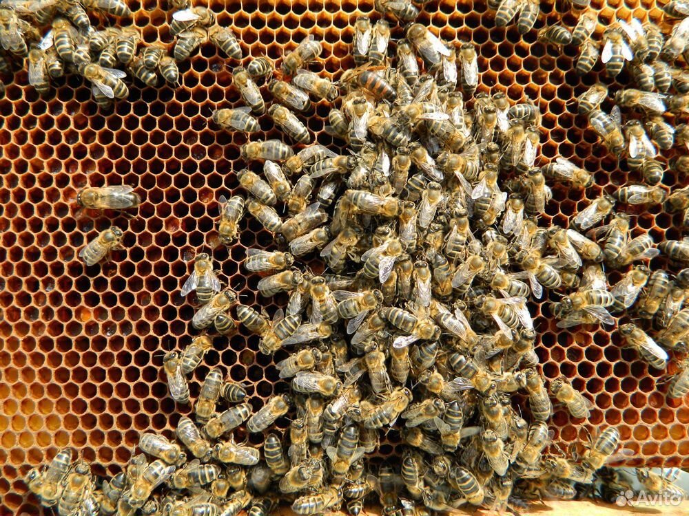 Пчелы. Пчелопакеты с пасеки лесной купить на Зозу.ру - фотография № 2
