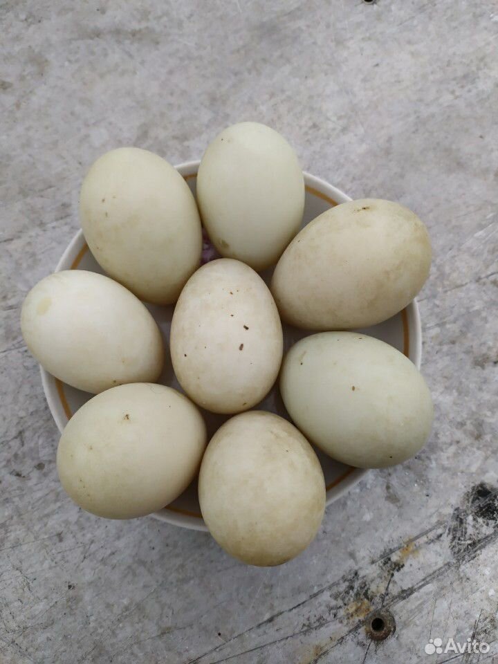 Инкубационные яйца подсадных уток купить на Зозу.ру - фотография № 1