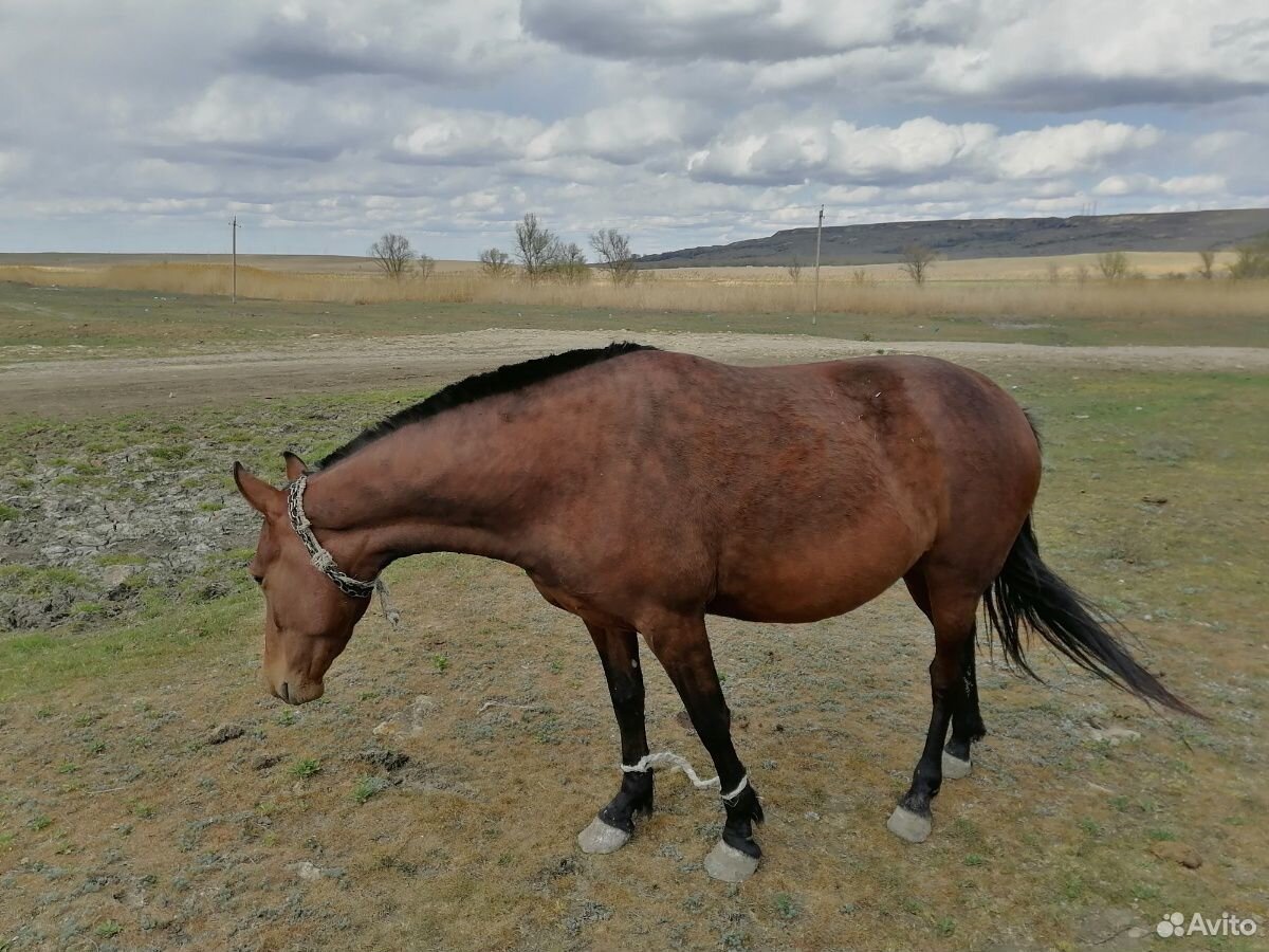 Продается лошадь. Трёх летка купить на Зозу.ру - фотография № 3