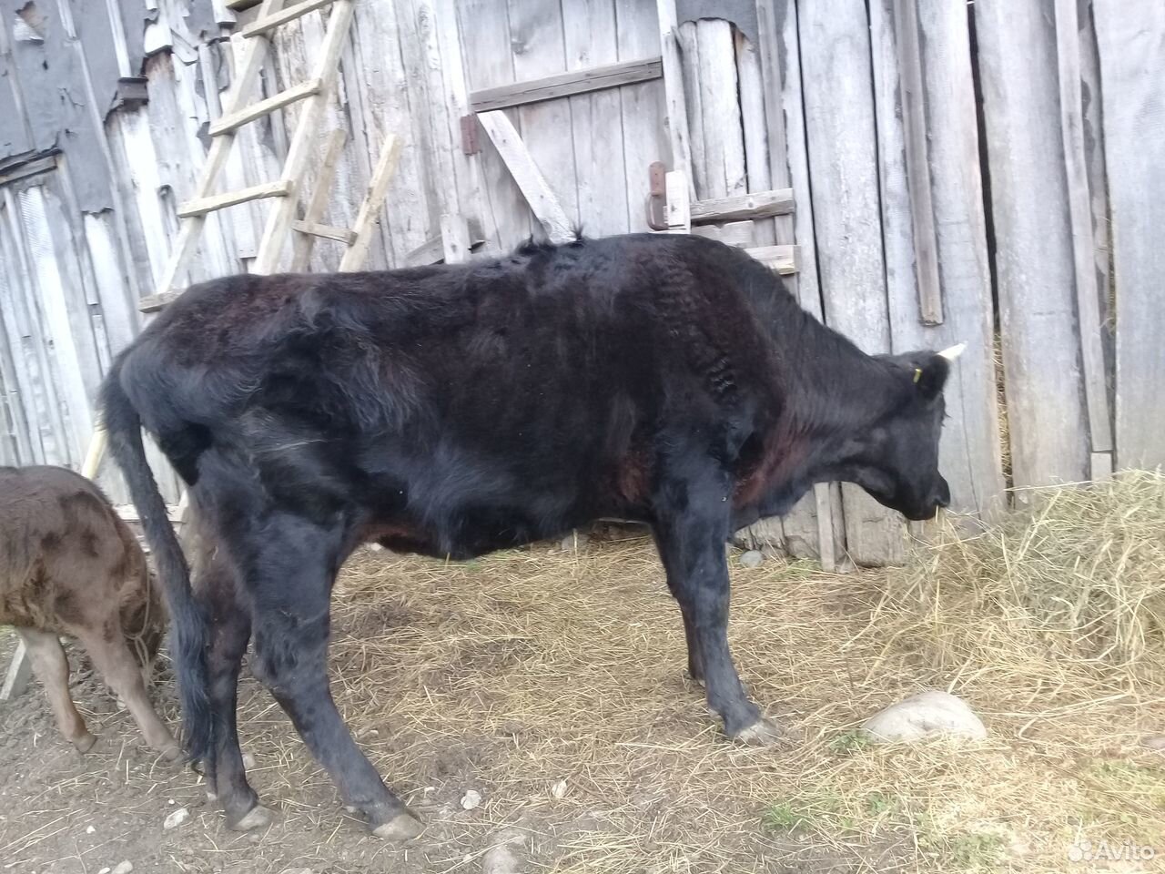 Корова тельная купить на Зозу.ру - фотография № 4