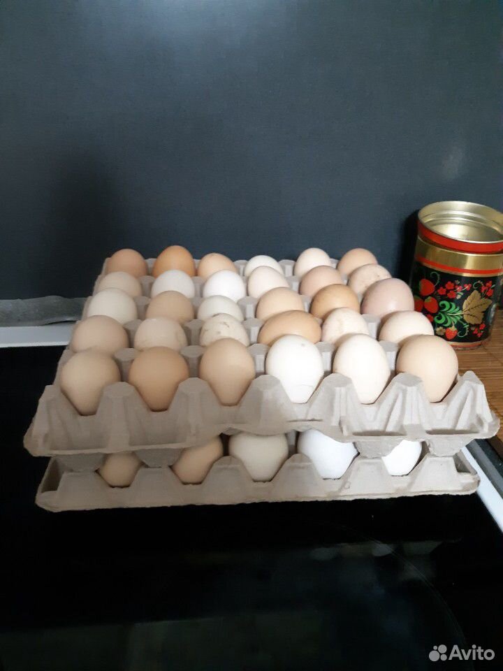 Продам яйцо куриное для инкубации купить на Зозу.ру - фотография № 2