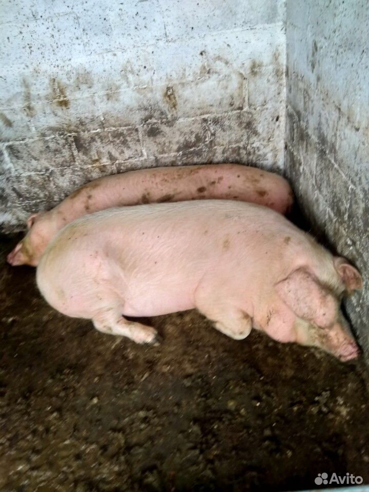 Свиньи домашние на мясо купить на Зозу.ру - фотография № 1