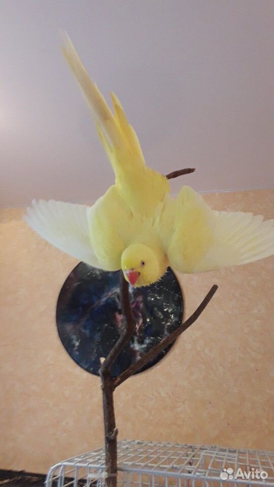 Ожереловый попугай(самочка) жёлтая купить на Зозу.ру - фотография № 1