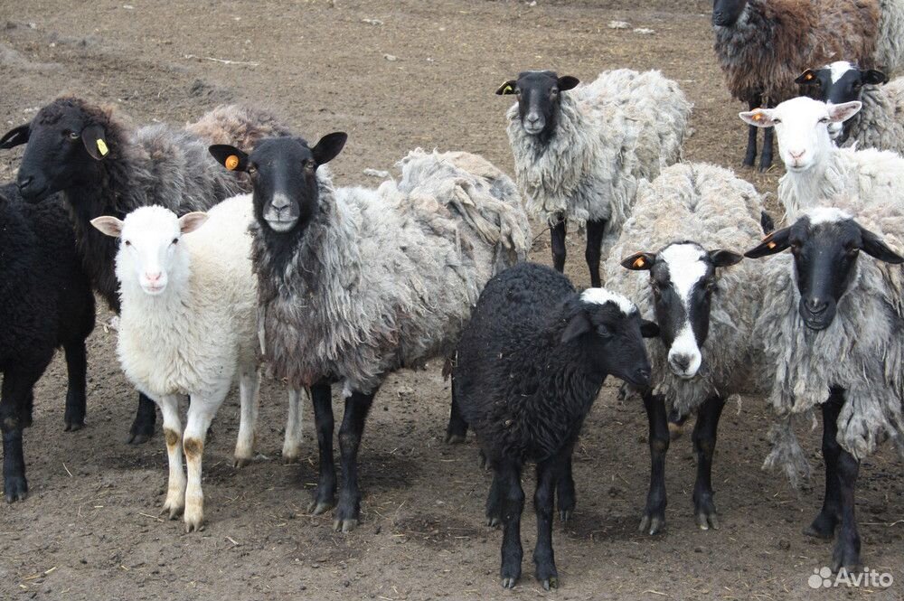 Овцы, ягнята купить на Зозу.ру - фотография № 1