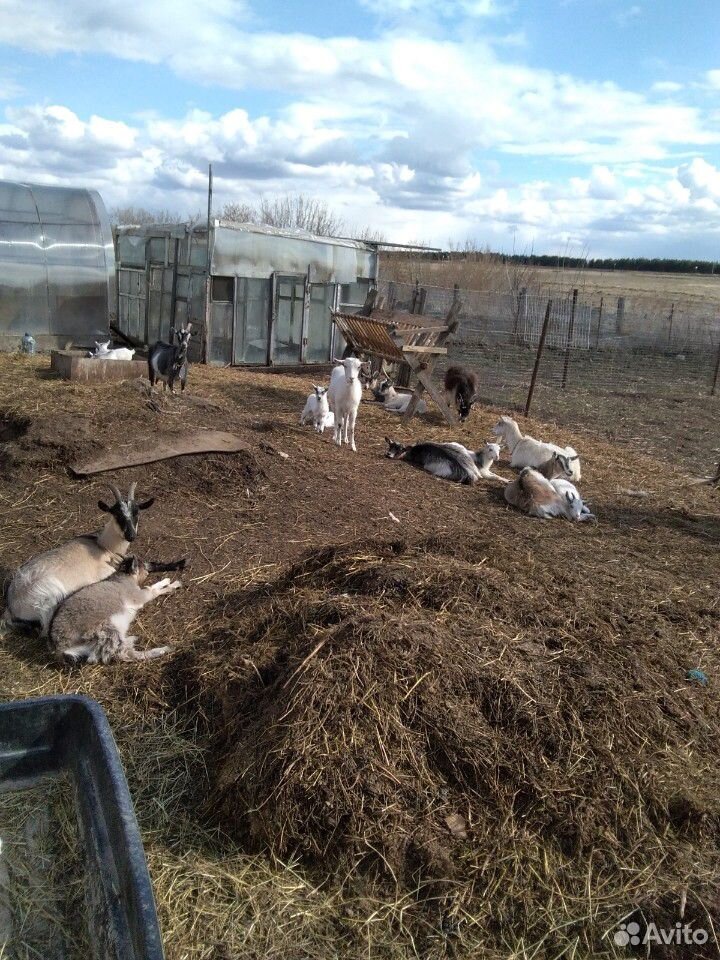 Продаю дойных коз и козлят купить на Зозу.ру - фотография № 1