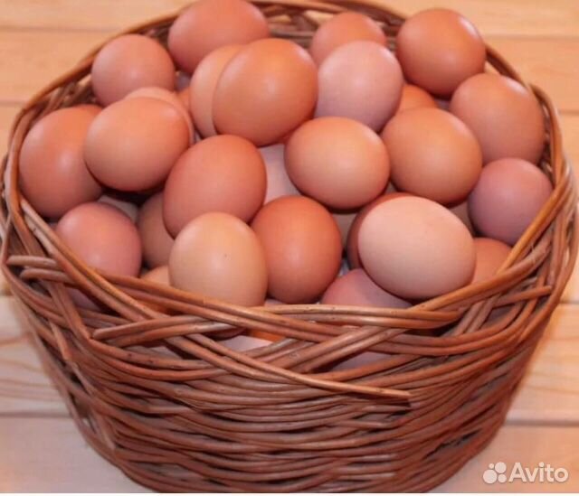 Яйца домашние куриные и перепелов купить на Зозу.ру - фотография № 3