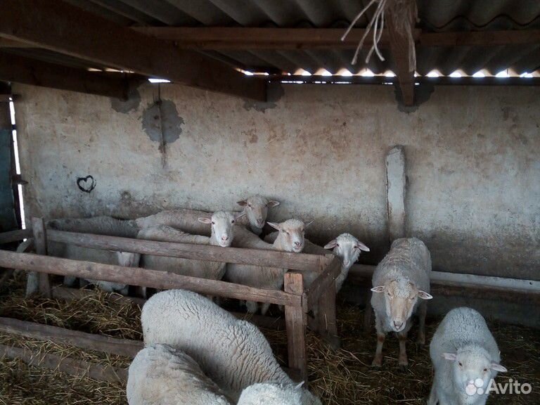 Овцы бараны купить на Зозу.ру - фотография № 1