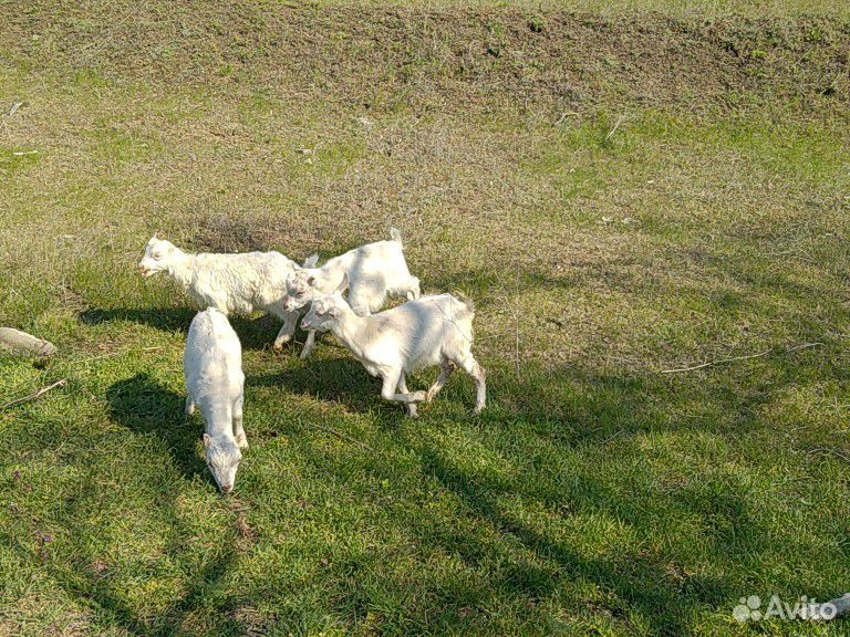 Продаются трое козлят купить на Зозу.ру - фотография № 4