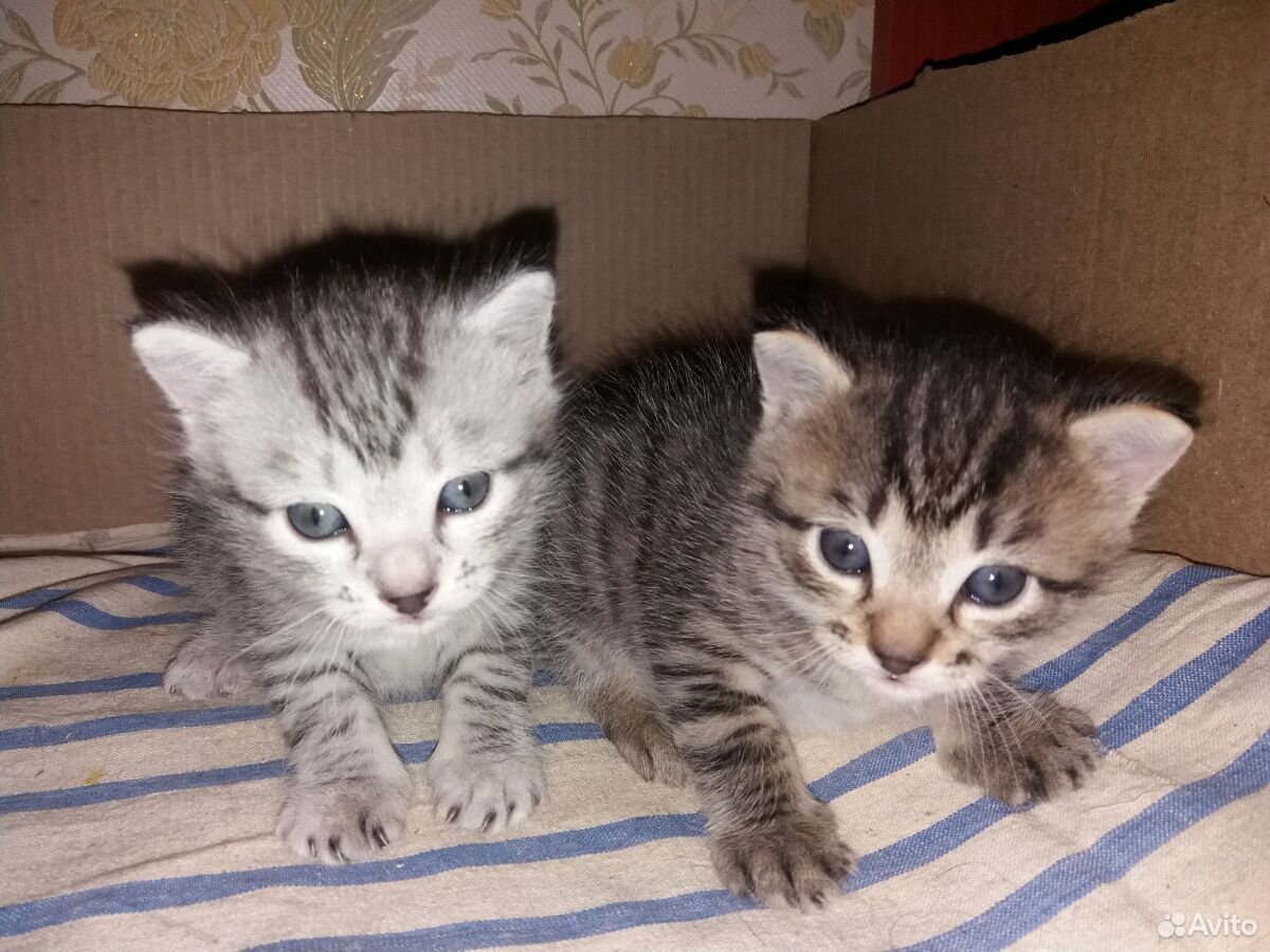 2 котёнка - месячные купить на Зозу.ру - фотография № 1
