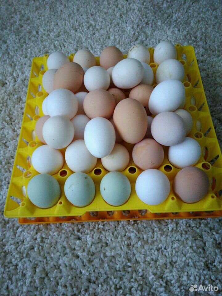 Инкубацыонное яйцо разных пород купить на Зозу.ру - фотография № 1