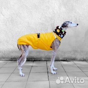 Одежда шлейки лежанки ошейники поводки для собак купить на Зозу.ру - фотография № 7