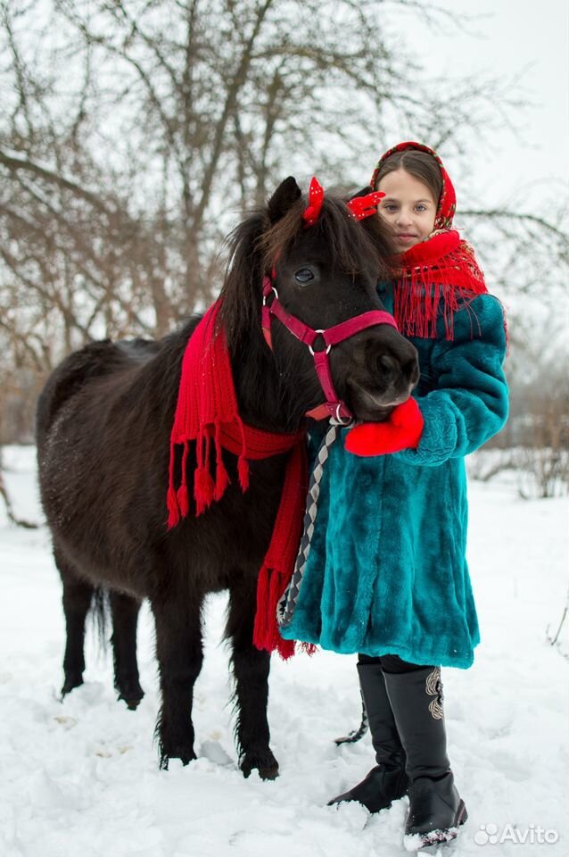 Племенная шетлендская пони купить на Зозу.ру - фотография № 2