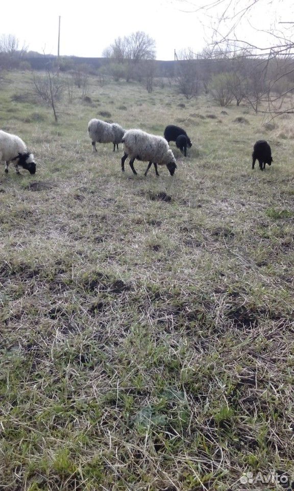 Овцы, бараны купить на Зозу.ру - фотография № 2