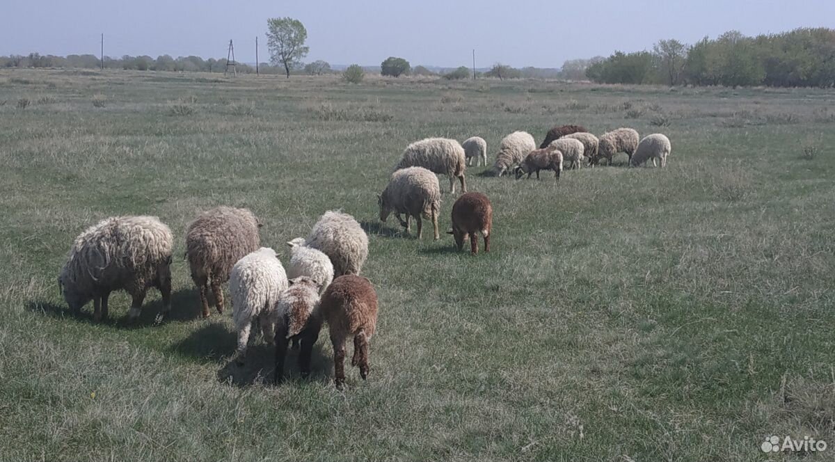 Овцы (бараны) на племя купить на Зозу.ру - фотография № 2