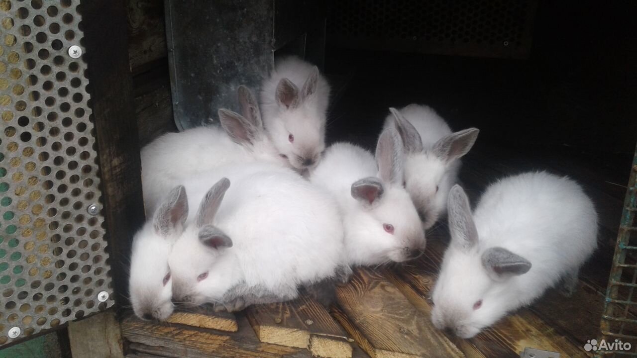 Кролики Калифорния купить на Зозу.ру - фотография № 2