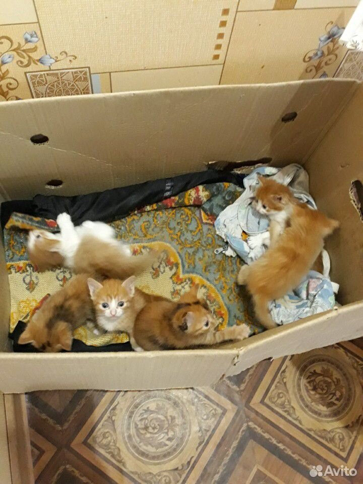 Котяты купить на Зозу.ру - фотография № 3