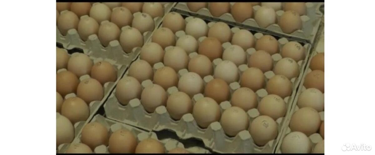 Купить яйца в свердловской области